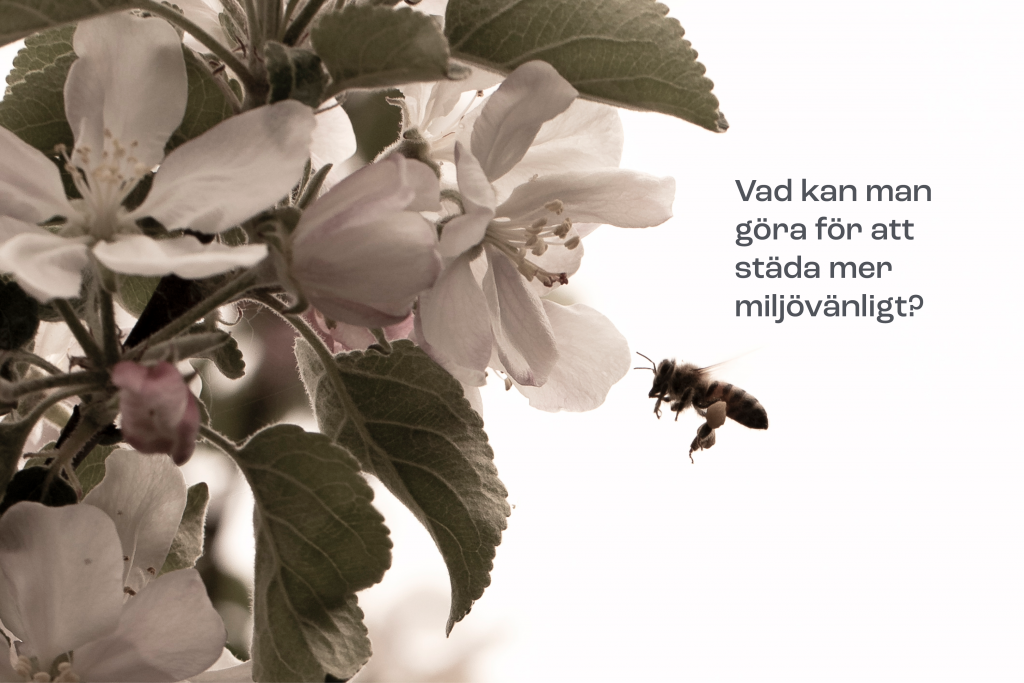 städa miljövänligt blomma bi