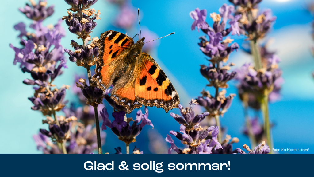 Sommar blommor fjäril