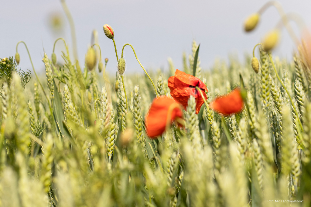 Vallmo vetefält sommar
